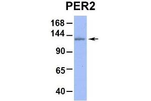 Image no. 5 for anti-Period Circadian Protein 2 (PER2) (Middle Region) antibody (ABIN2781189)