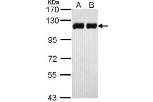Image no. 3 for anti-Tripartite Motif Containing 28 (TRIM28) (Internal Region) antibody (ABIN2855331)