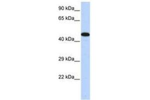 Image no. 1 for anti-A Kinase (PRKA) Anchor Protein 5 (AKAP5) (C-Term) antibody (ABIN6740484)
