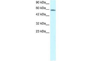 Image no. 1 for anti-Forkhead Box N3 (FOXN3) (C-Term) antibody (ABIN1107269)