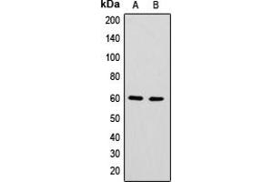 Image no. 2 for anti-Heterogeneous Nuclear Ribonucleoprotein L-Like (HNRPLL) (Center) antibody (ABIN2706323)