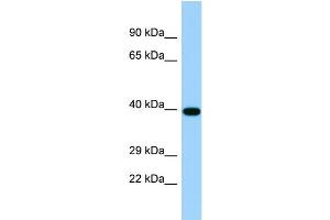 Image no. 1 for anti-Toll-Like Receptor Adaptor Molecule 2 (TICAM2) (Middle Region) antibody (ABIN2790874)