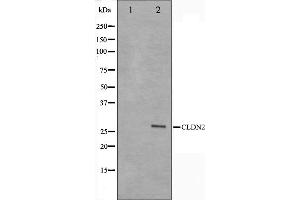 Image no. 4 for anti-Claudin 2 (CLDN2) (C-Term) antibody (ABIN6260864)