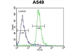 Image no. 2 for anti-Arachidonate 12-Lipoxygenase, 12R Type (ALOX12B) (AA 629-660), (C-Term) antibody (ABIN950354)