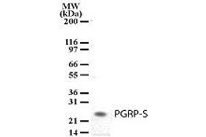 Image no. 1 for anti-Peptidoglycan Recognition Protein 1 (PGLYRP1) (AA 165-180) antibody (ABIN208153)