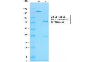 Image no. 5 for anti-Histone H1 antibody (ABIN6939598)