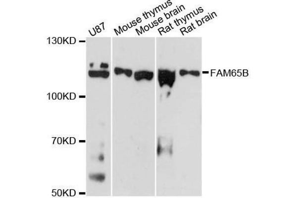 anti-Family with Sequence Similarity 65, Member B (FAM65B) antibody