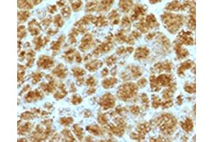 Image no. 2 for anti-Elastase 3B, Pancreatic (ELA3B) (AA 82-238) antibody (ABIN3024740)