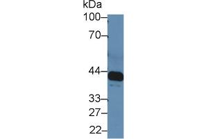 Image no. 3 for anti-Interleukin 6 Receptor (IL6R) (AA 214-348) antibody (ABIN1859441)