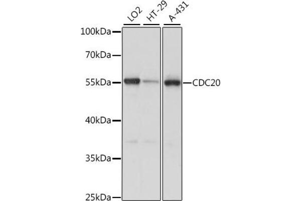 CDC20 Antikörper  (AA 1-270)
