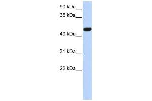 Image no. 1 for anti-Calcium Channel, Voltage-Dependent, beta 4 Subunit (CACNB4) (Middle Region) antibody (ABIN633638)