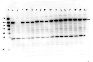 Image no. 2 for anti-Poly (ADP-Ribose) Polymerase 1 (PARP1) (C-Term) antibody (ABIN5596914)