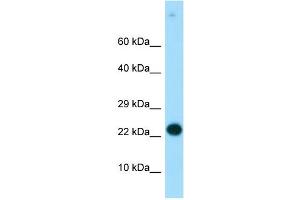 Image no. 3 for anti-Regulator of G-Protein Signalling 19 (RGS19) (N-Term) antibody (ABIN2778236)
