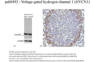 Image no. 1 for anti-Hydrogen Voltage-Gated Channel 1 (HVCN1) (N-Term) antibody (ABIN347648)