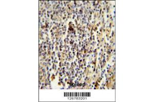 Image no. 2 for anti-CD1e (CD1e) (AA 184-212) antibody (ABIN653900)