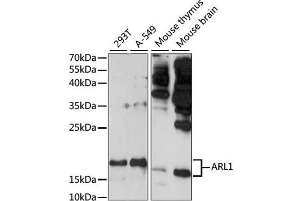 ARL1 antibody  (AA 62-181)
