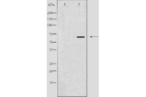 Image no. 1 for anti-G Protein-Coupled Receptor 37 (Endothelin Receptor Type B-Like) (GPR37) (C-Term) antibody (ABIN6258810)
