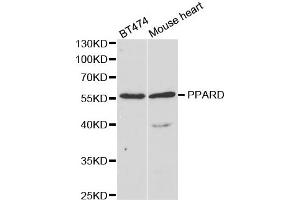 Image no. 1 for anti-Peroxisome Proliferator-Activated Receptor delta (PPARD) antibody (ABIN1876857)