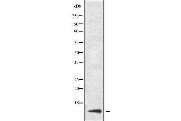 Urm1 antibody  (Internal Region)
