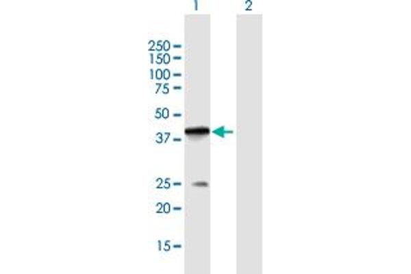 POLB antibody  (AA 1-335)