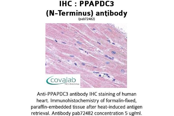PPAPDC3 Antikörper  (N-Term)