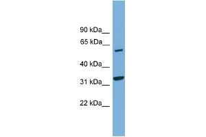 Image no. 2 for anti-X-Prolyl Aminopeptidase (Aminopeptidase P) 3, Putative (XPNPEP3) (N-Term) antibody (ABIN2787293)