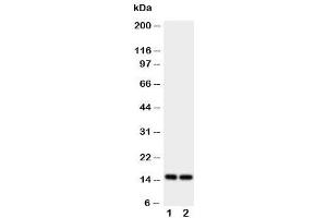 anti-Fatty Acid Binding Protein 5 (Psoriasis-Associated) (FABP5) (AA 10-23) antibody