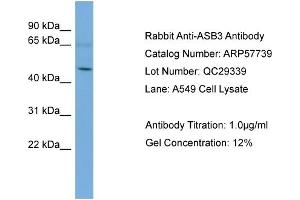 Image no. 2 for anti-Ankyrin Repeat and SOCS Box-Containing 3 (ASB3) (Middle Region) antibody (ABIN2787365)