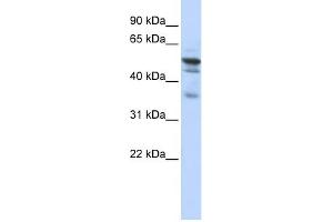 Image no. 1 for anti-N-Myristoyltransferase 1 (NMT1) (N-Term) antibody (ABIN2782574)