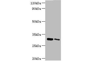 CLIC4 antibody  (AA 1-253)