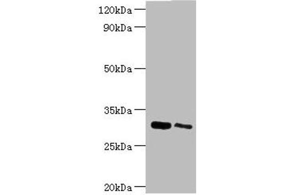 CLIC4 Antikörper  (AA 1-253)