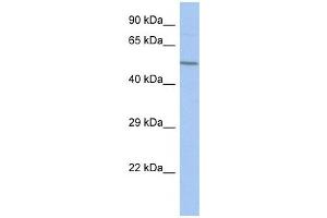 Image no. 1 for anti-F-Box Protein 39 (FBXO39) (Middle Region) antibody (ABIN632004)