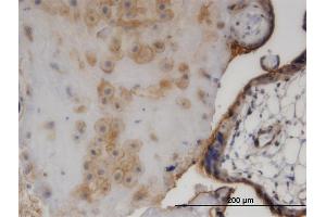 Image no. 3 for anti-Ezrin (EZR) (AA 1-586) antibody (ABIN521339)