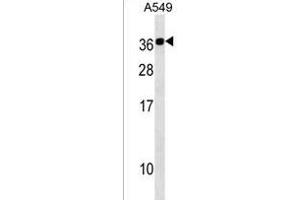 CABP2 Antibody (N-term) (ABIN1538899 and ABIN2838181) western blot analysis in A549 cell line lysates (35 μg/lane).