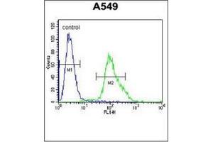 Image no. 1 for anti-Forkhead Box N1 (FOXN1) (AA 357-386), (Middle Region) antibody (ABIN952376)
