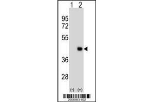 Image no. 1 for anti-Developmental Pluripotency Associated 2 (DPPA2) antibody (ABIN1539794)
