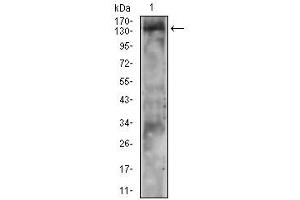 Image no. 4 for anti-Phospholipase C gamma 2 (PLCG2) (pTyr753) antibody (ABIN5611155)