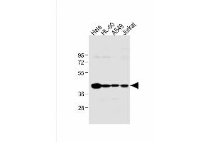 Image no. 2 for anti-Major Histocompatibility Complex, Class I, B (HLA-B) (AA 75-107), (N-Term) antibody (ABIN1944779)