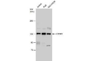 Image no. 1 for anti-Cytoplasmic FMR1 Interacting Protein 2 (CYFIP2) (Internal Region) antibody (ABIN2854613)