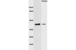 Image no. 2 for anti-Prostaglandin E Receptor 1 (Subtype EP1), 42kDa (PTGER1) (AA 61-160) antibody (ABIN872820)