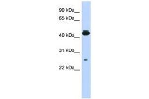 Image no. 1 for anti-PDLIM1 Interacting Kinase 1 Like (PDIK1L) (AA 107-156) antibody (ABIN6741226)