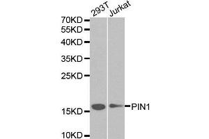 Image no. 3 for anti-Peptidylprolyl Cis/trans Isomerase, NIMA-Interacting 1 (PIN1) antibody (ABIN3022930)