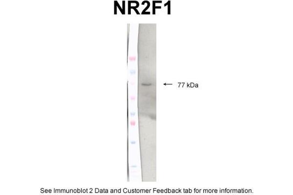 NR2F1 antibody  (C-Term)