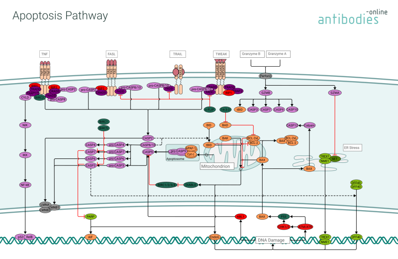 Guide - Pathways from the  to COP28 - FAS - Fundação